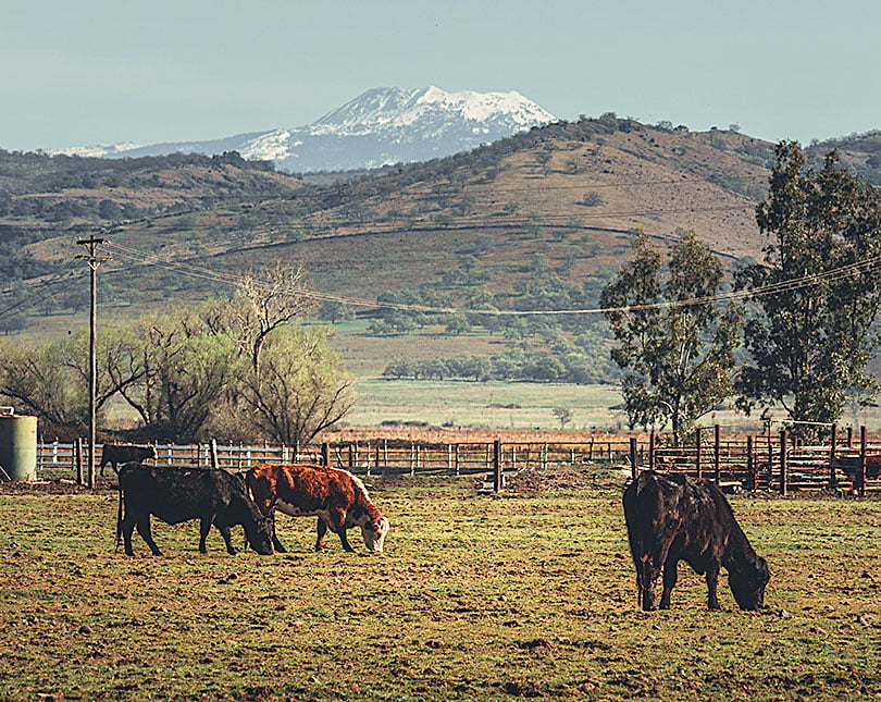 Image of Cattle with Lassen Peak in background